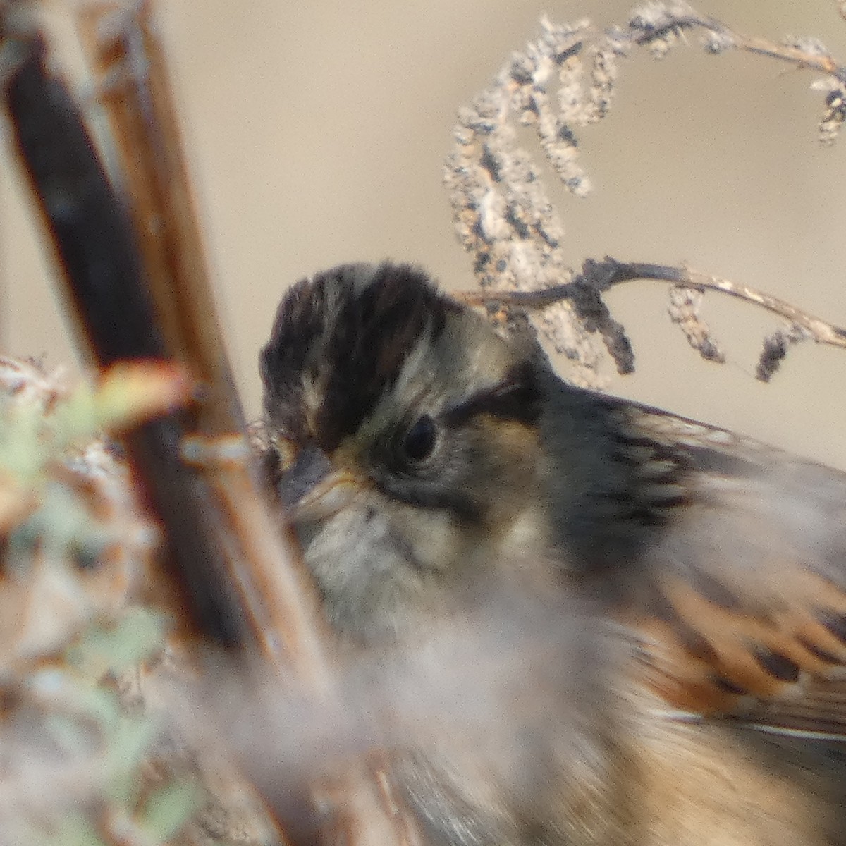 strnadec pruhohlavý - ML645428668