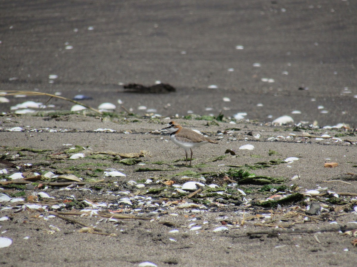 Collared Plover - ML645428673