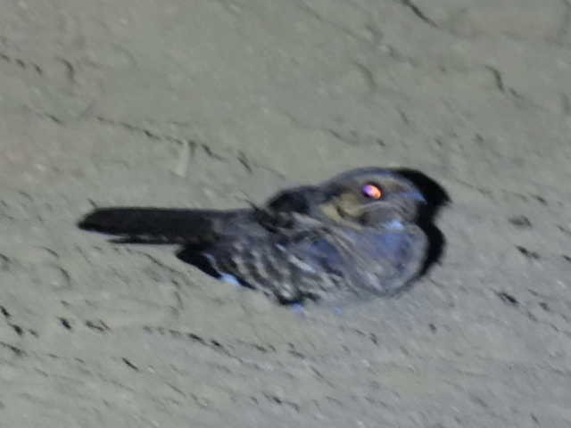 Пораке - ML645428676