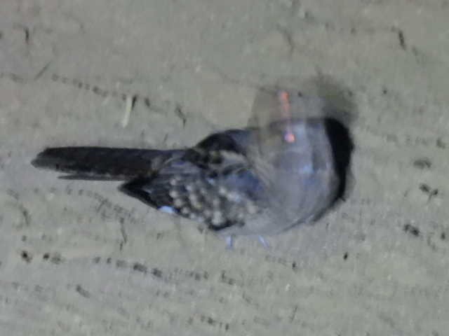 Пораке - ML645428677