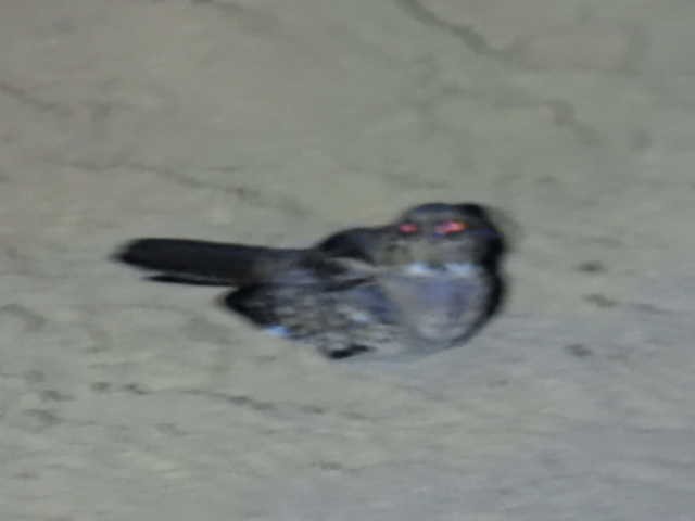 Пораке - ML645428678