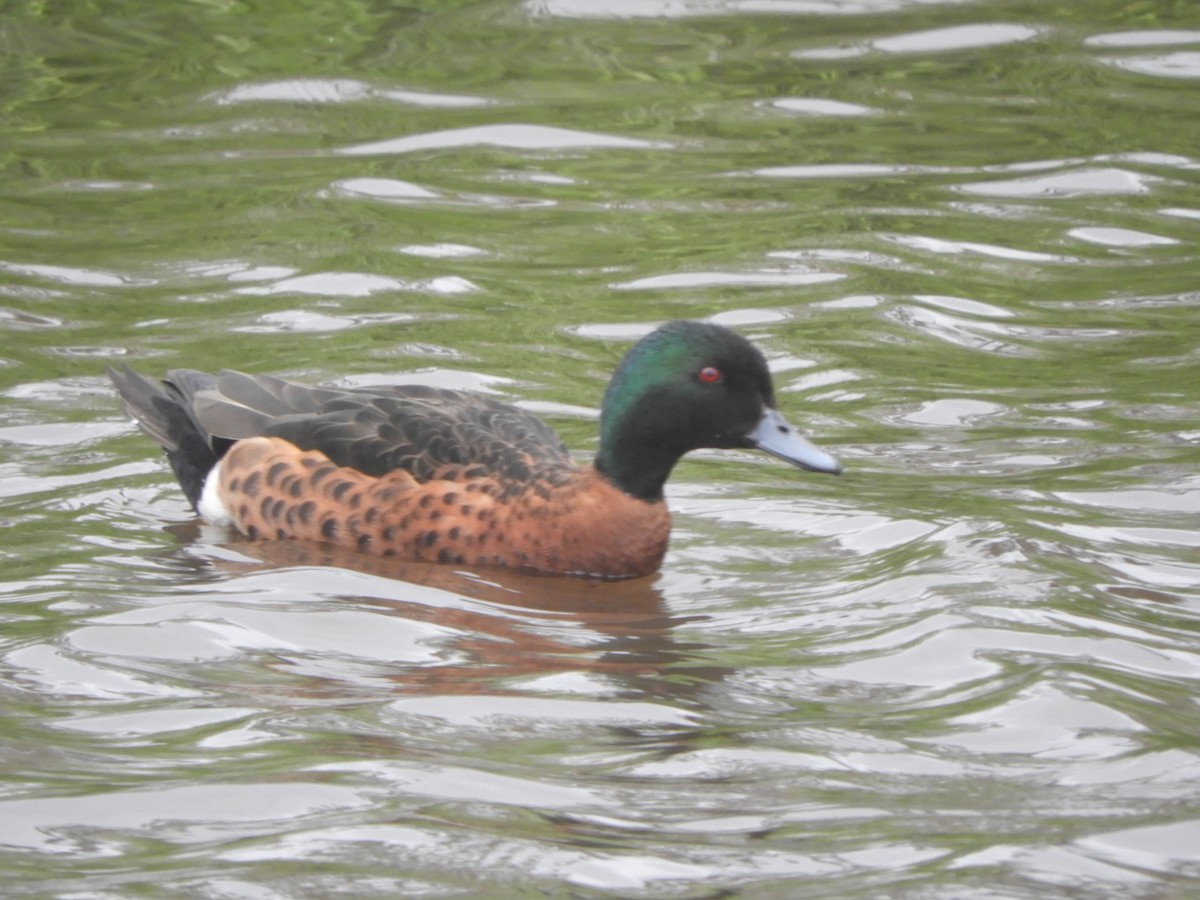 Chestnut Teal - ML645428679