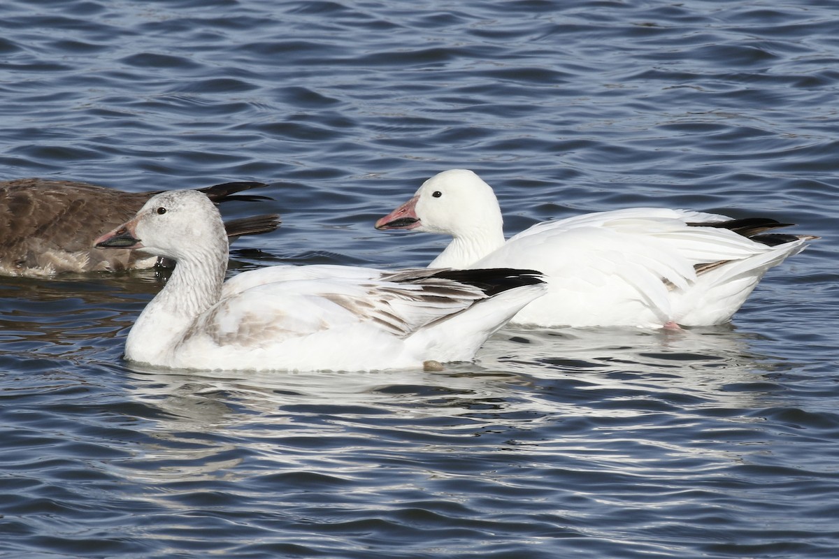 husa sněžní - ML645428689