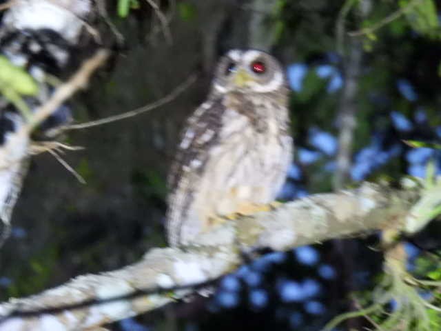 Mottled Owl - ML645428691