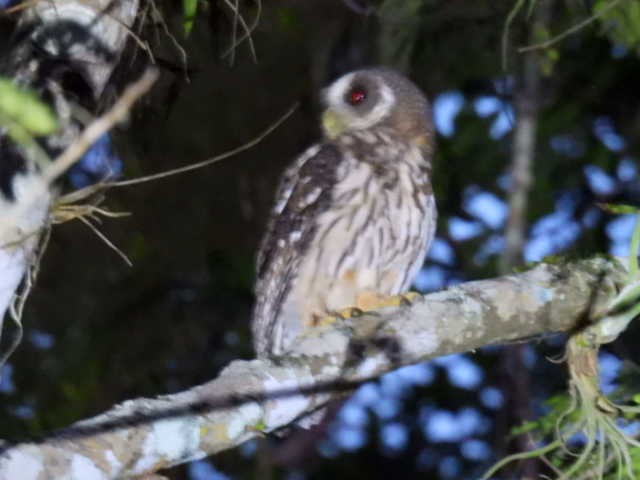 Mottled Owl - ML645428692