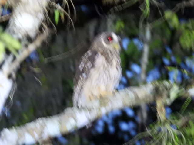 Mottled Owl - ML645428693