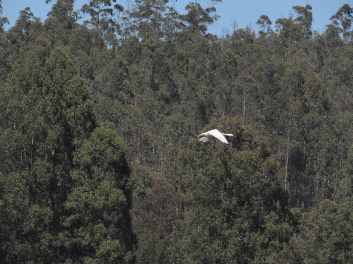 Coscoroba Swan - ML645428697
