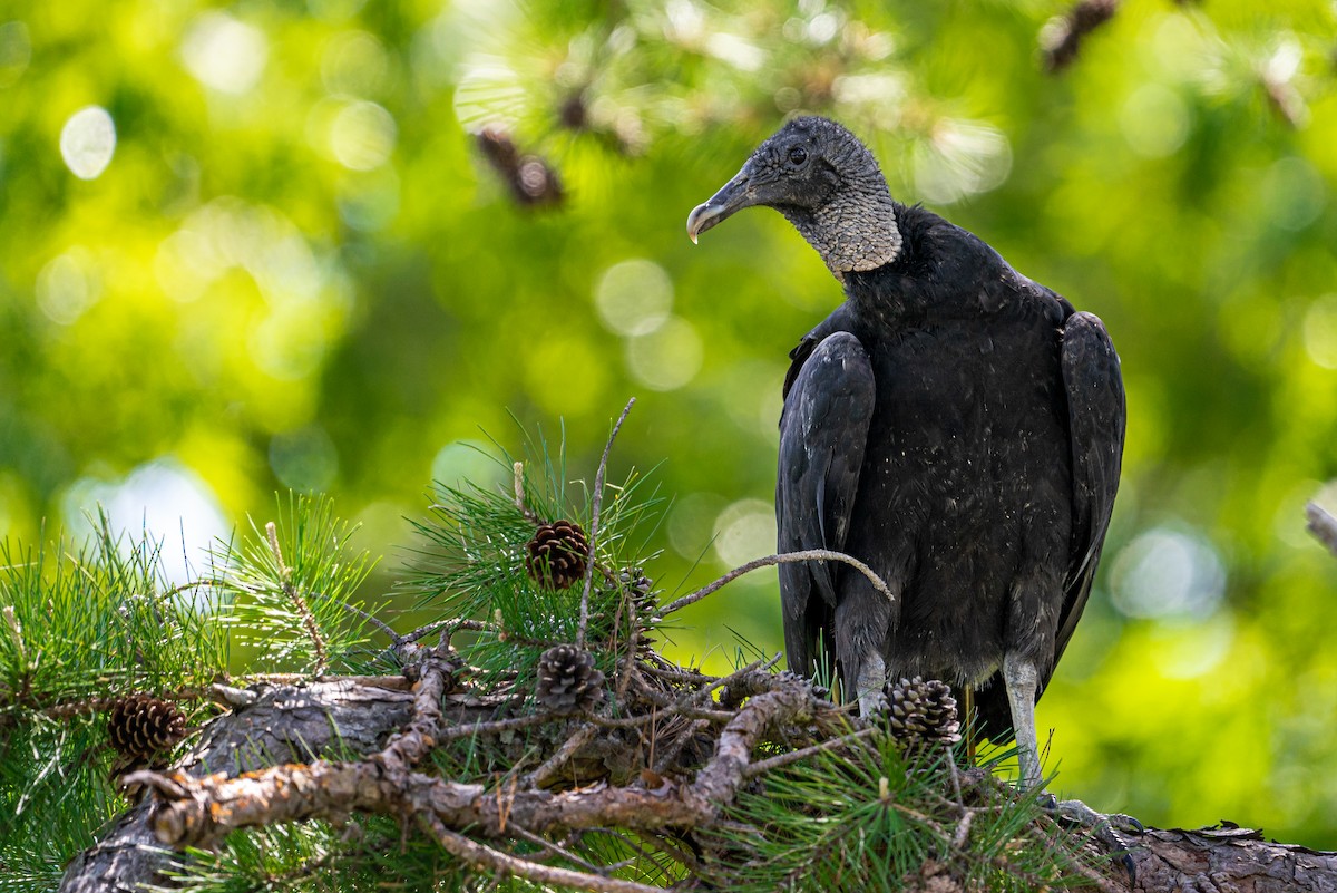 Чёрная катарта - ML645428699