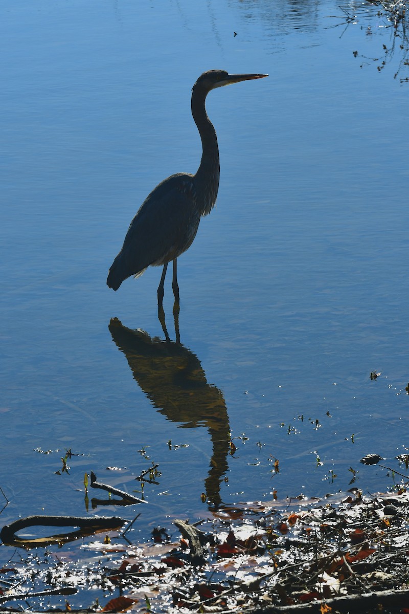 Amerika Gri Balıkçılı - ML645428700