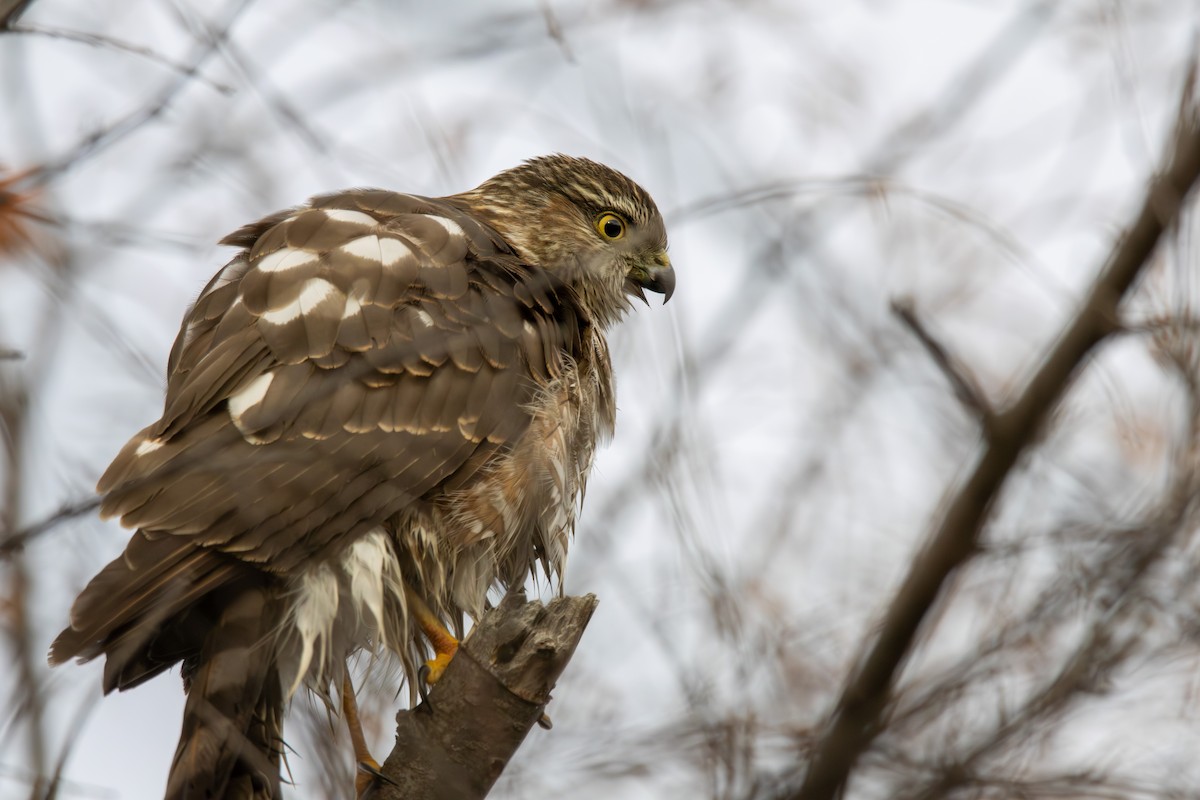 Sharp-shinned Hawk - ML645428701