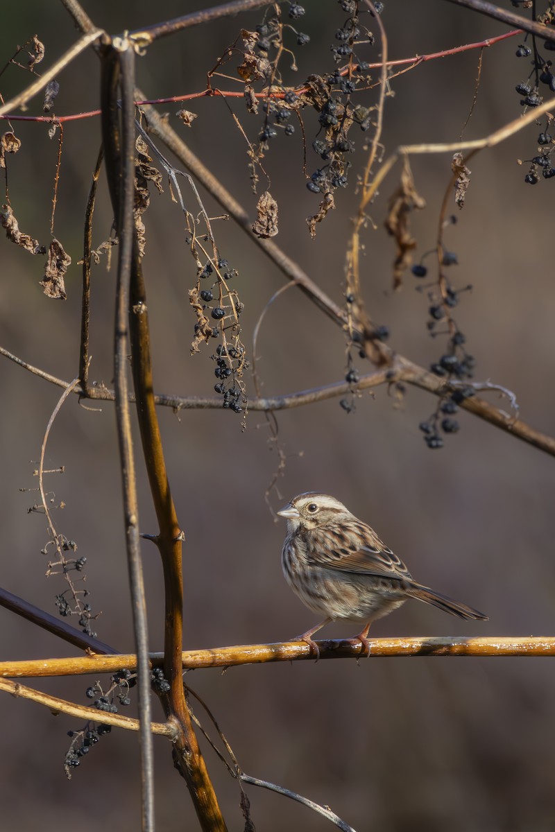Song Sparrow - ML645428702
