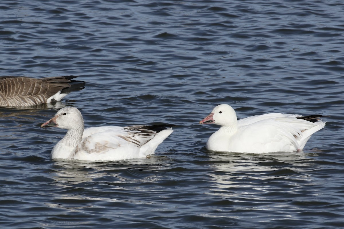 husa sněžní - ML645428703