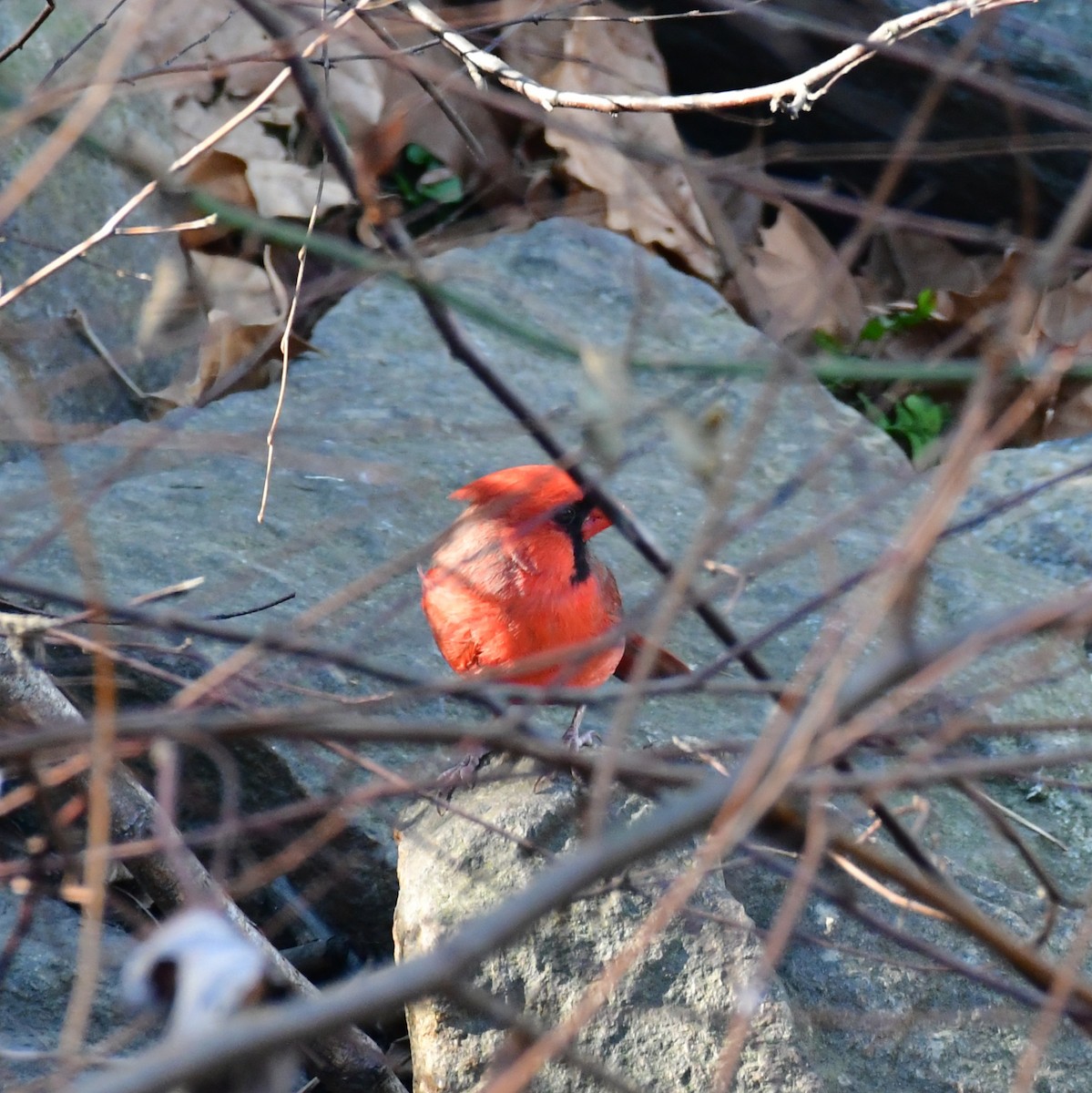 Northern Cardinal - ML645428705