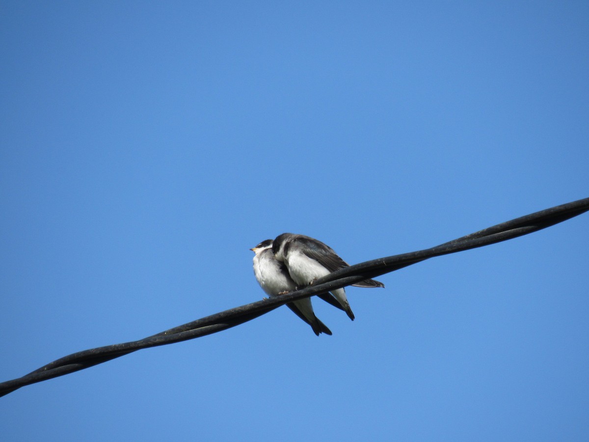Chilean Swallow - ML645428707