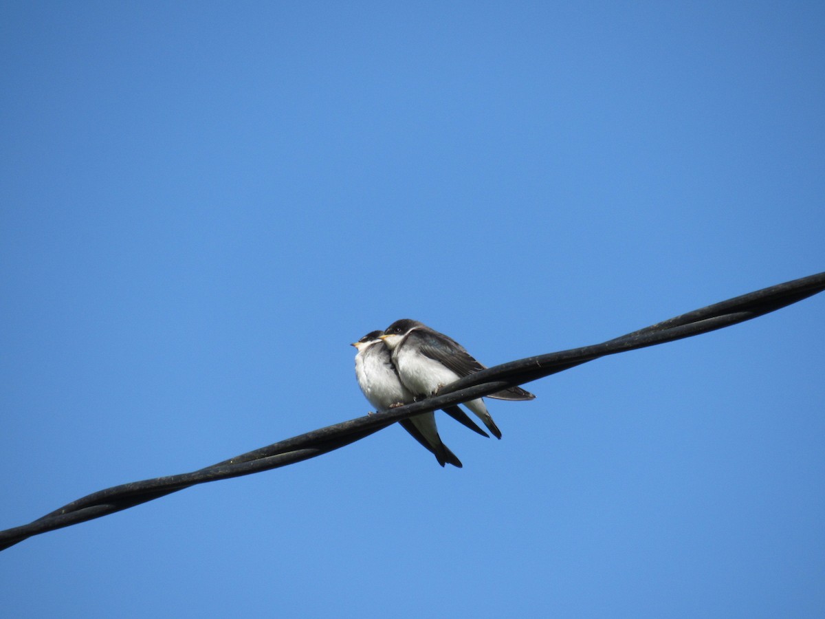 Chilean Swallow - ML645428708