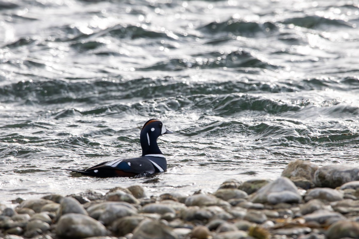 Harlequin Duck - ML645428709