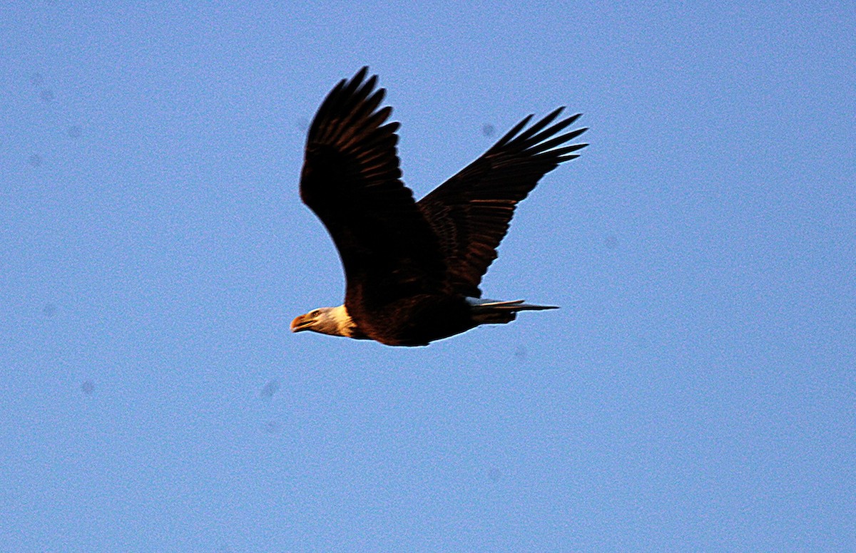 ハクトウワシ - ML645428711