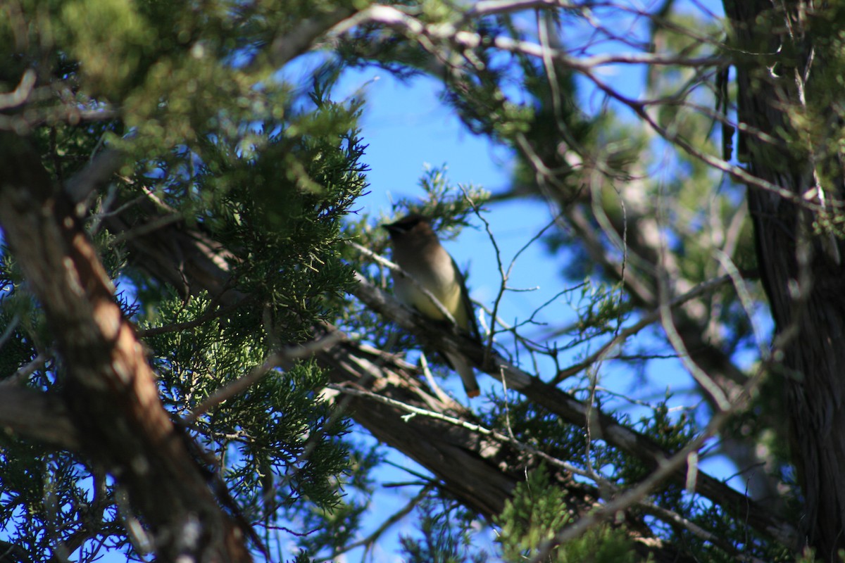 ציצנית אמריקנית - ML645428751