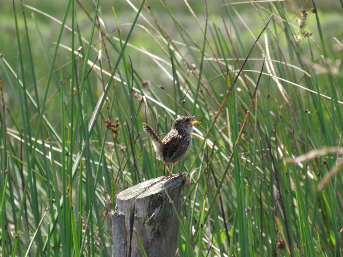 Pampazaunkönig - ML645428754