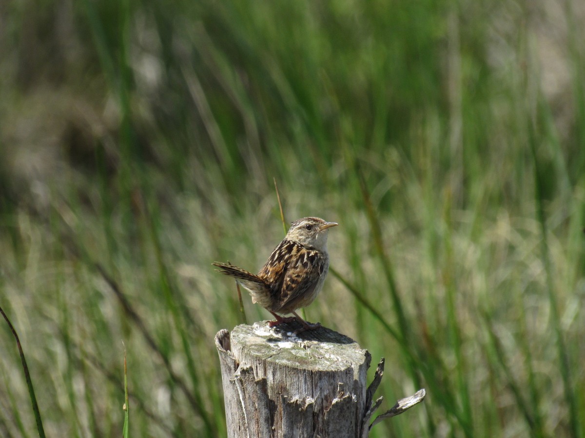 Pampazaunkönig - ML645428755