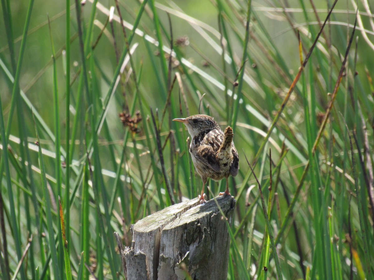 Pampazaunkönig - ML645428756