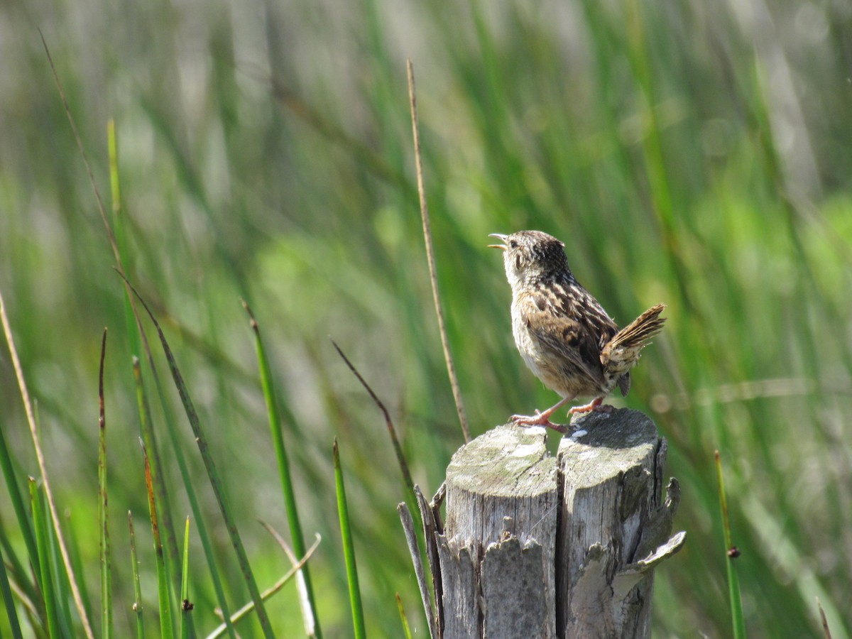 Pampazaunkönig - ML645428757