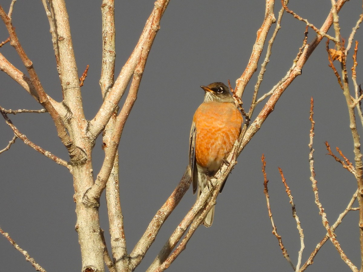 American Robin - ML645428762