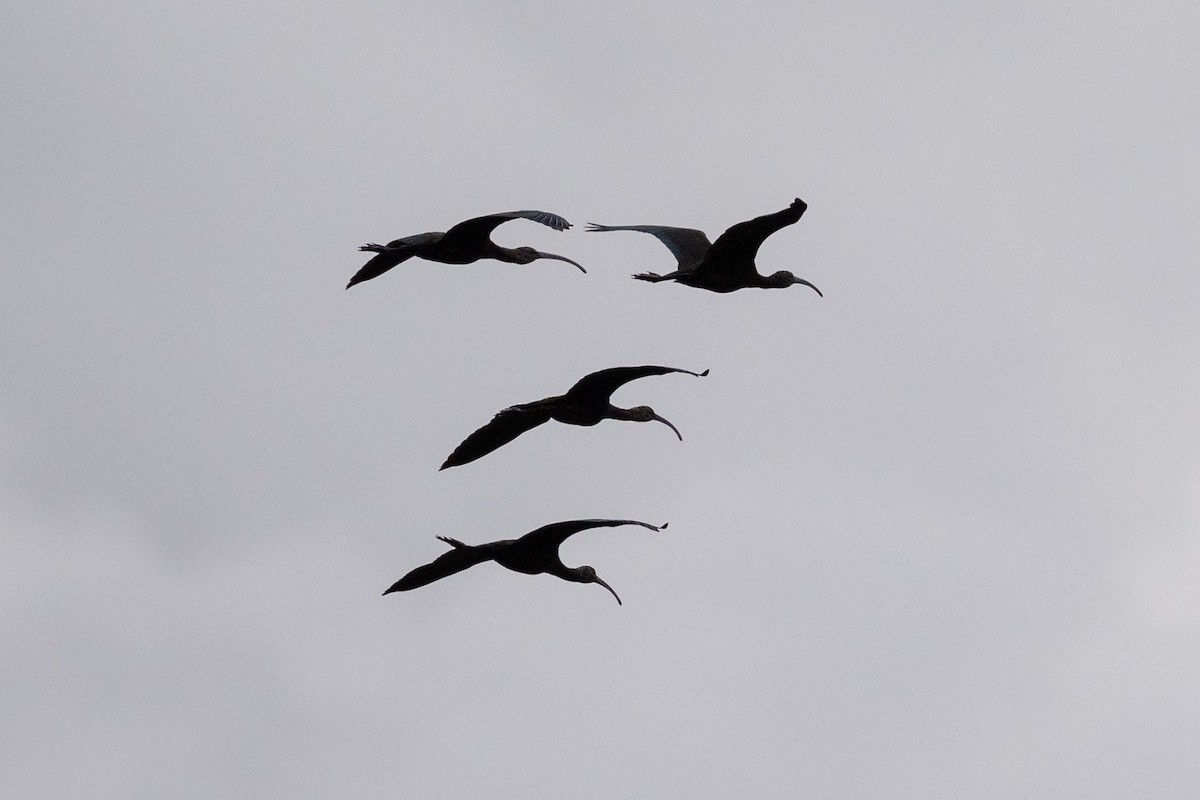 Beltzaran musuzuria - ML645428766