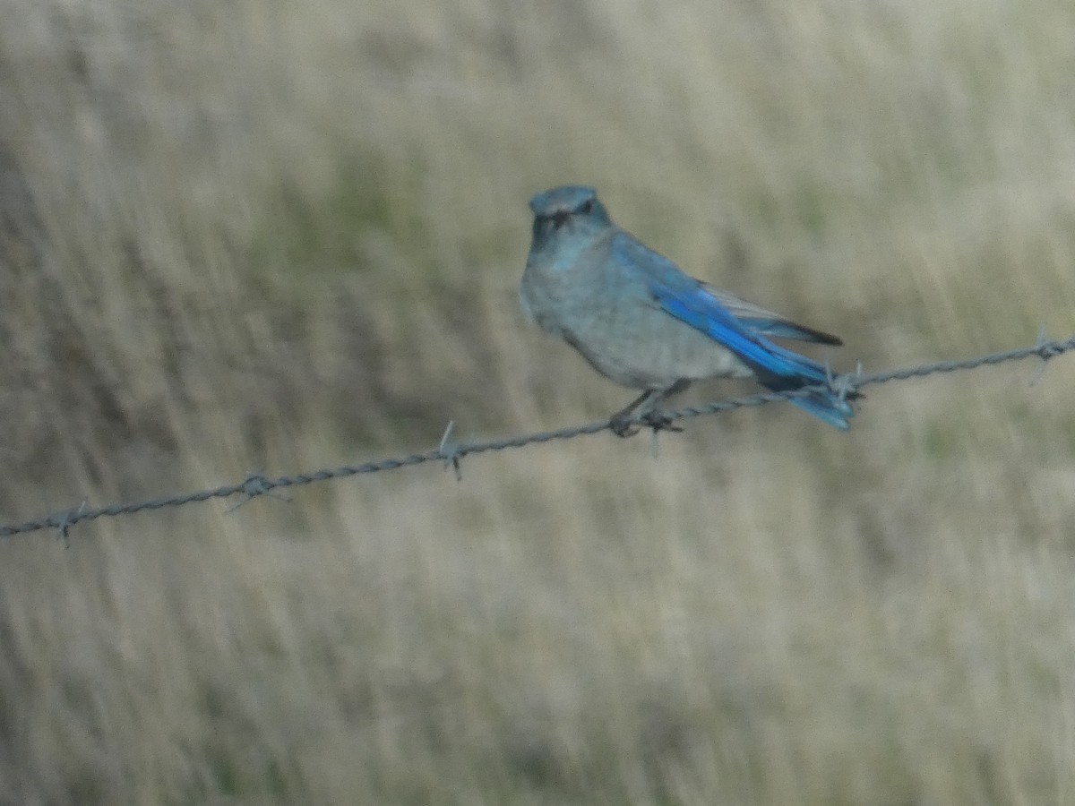 Mountain Bluebird - ML645428767