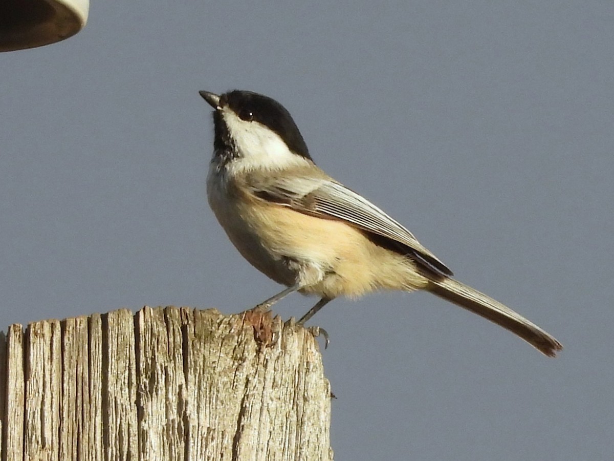 Black-capped Chickadee - ML645428771