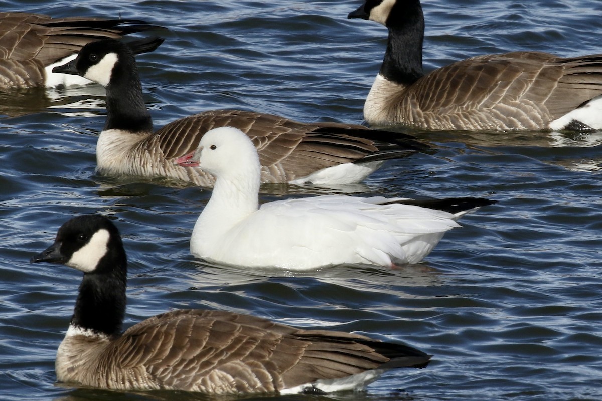 husa bělostná - ML645428772