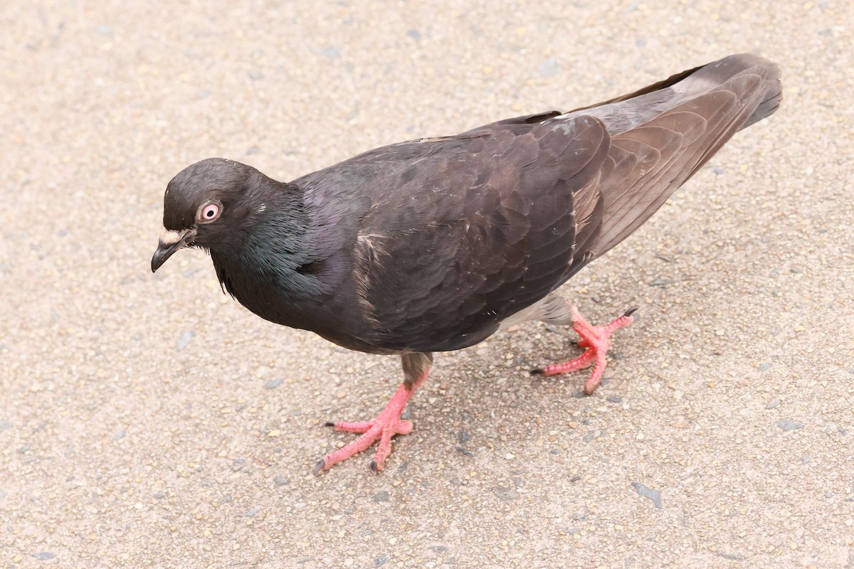 Haitz-usoa (etxekoa) - ML645428773