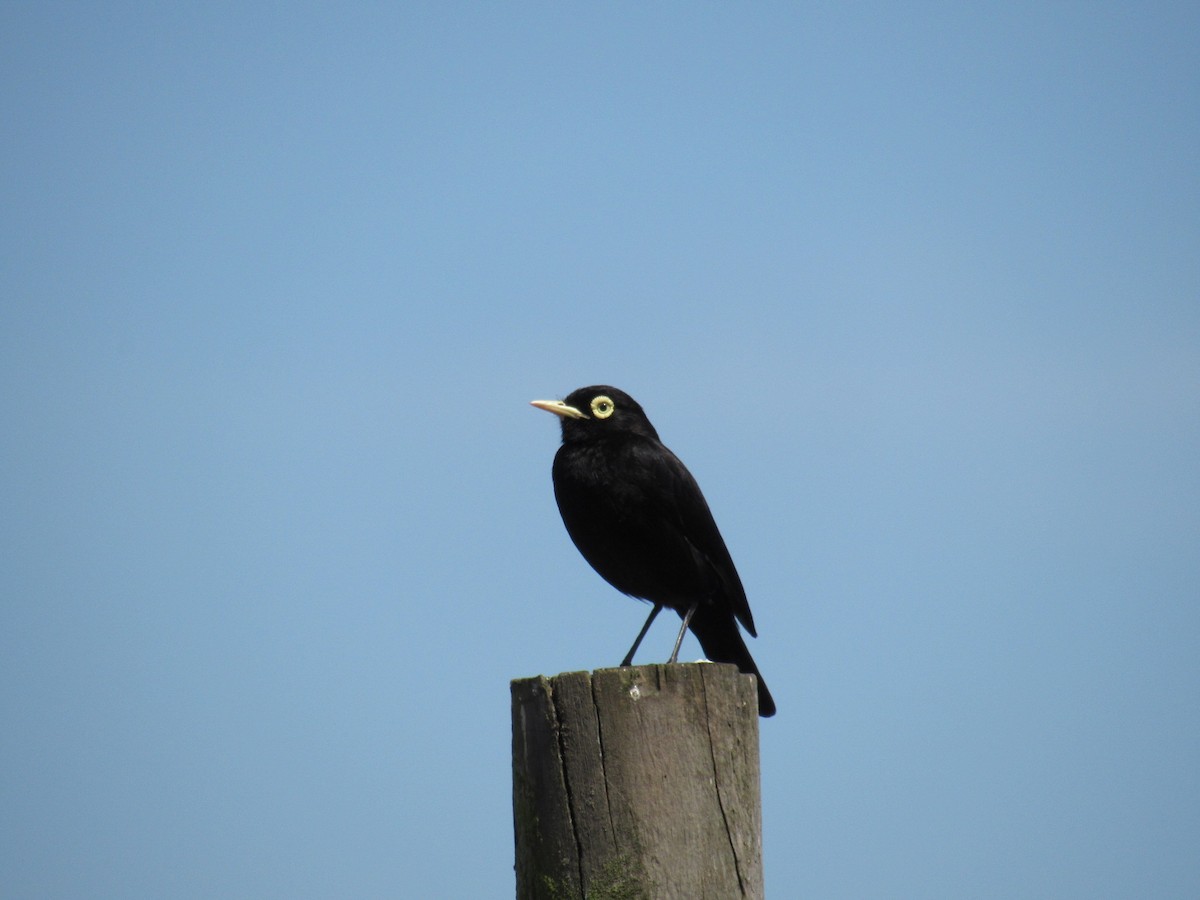 Spectacled Tyrant - ML645428774