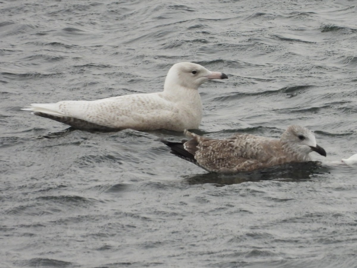 Glaucous Gull - ML645428777