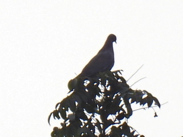 Red-billed Pigeon - ML645428782