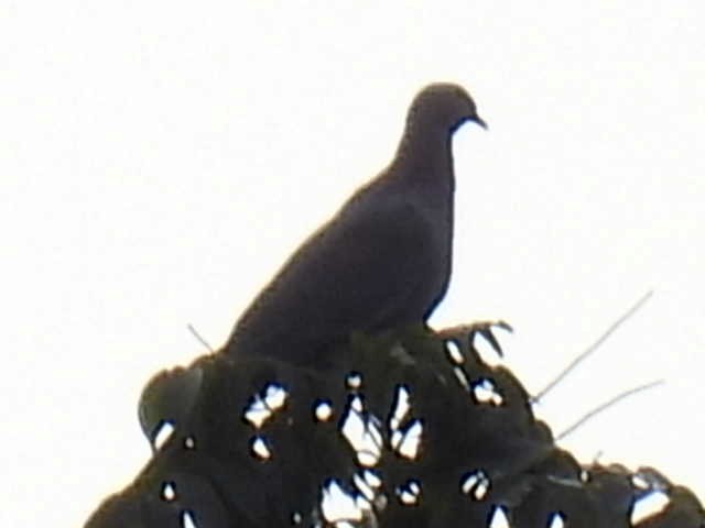 Red-billed Pigeon - ML645428783