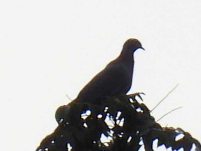 Red-billed Pigeon - ML645428784