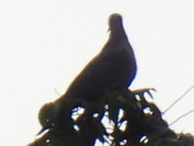 Red-billed Pigeon - ML645428785