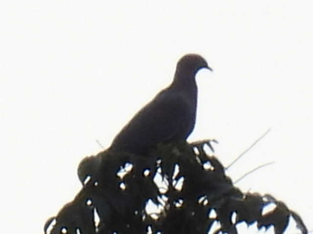 Red-billed Pigeon - ML645428786