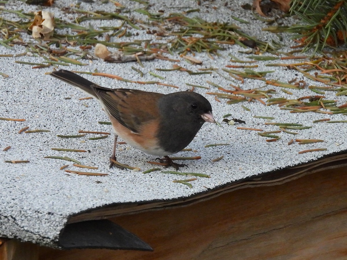 Dark-eyed Junco - ML645428787