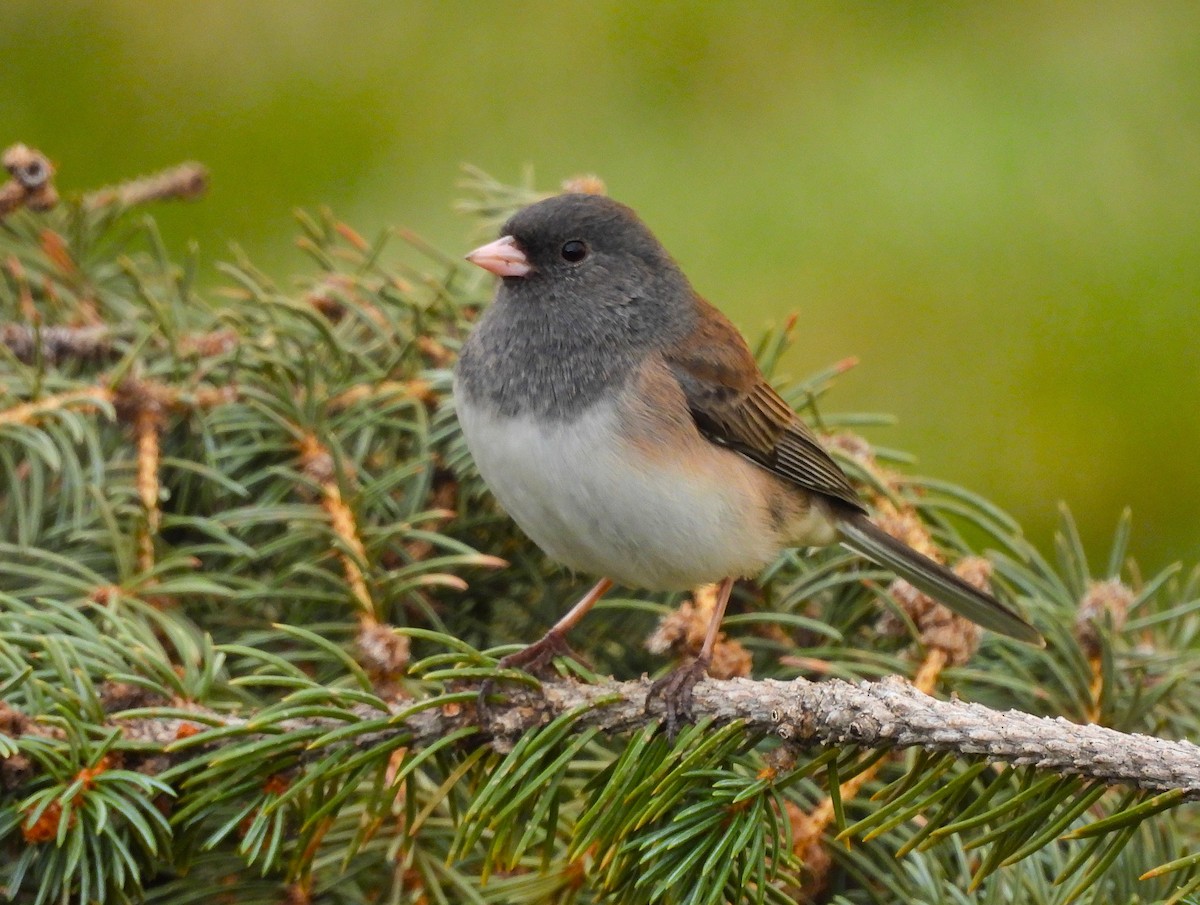 Dark-eyed Junco - ML645428788
