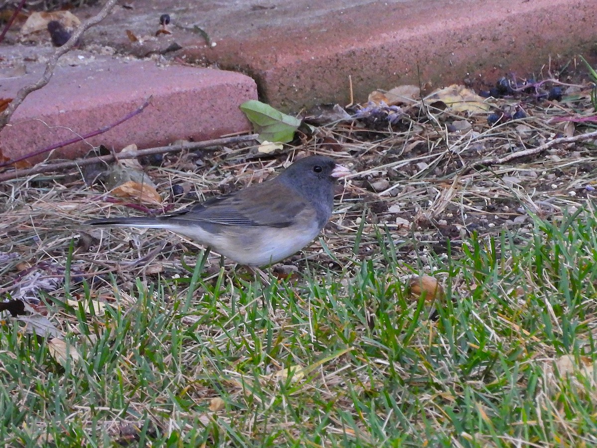 Dark-eyed Junco - ML645428789