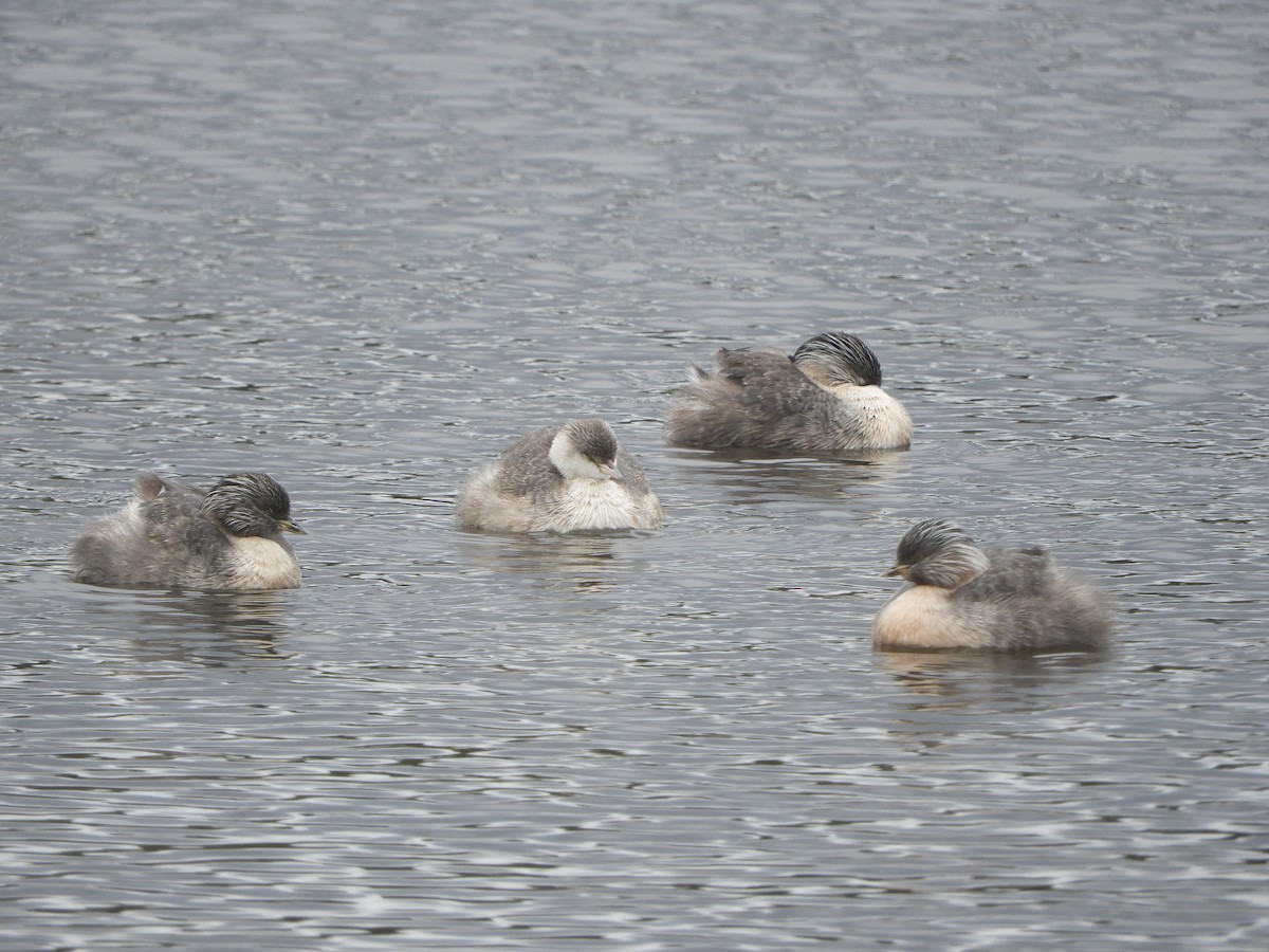 Hoary-headed Grebe - ML645428791