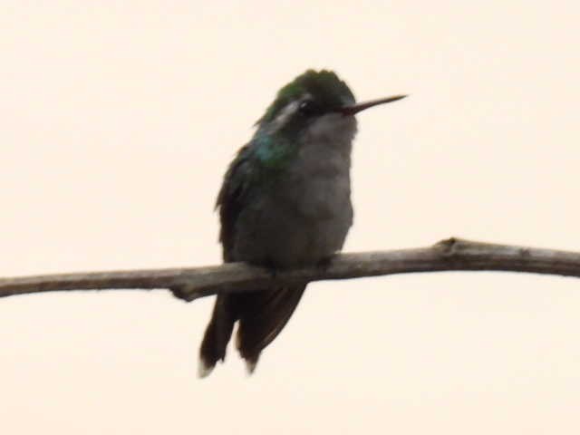 Golden-crowned Emerald - ML645428796