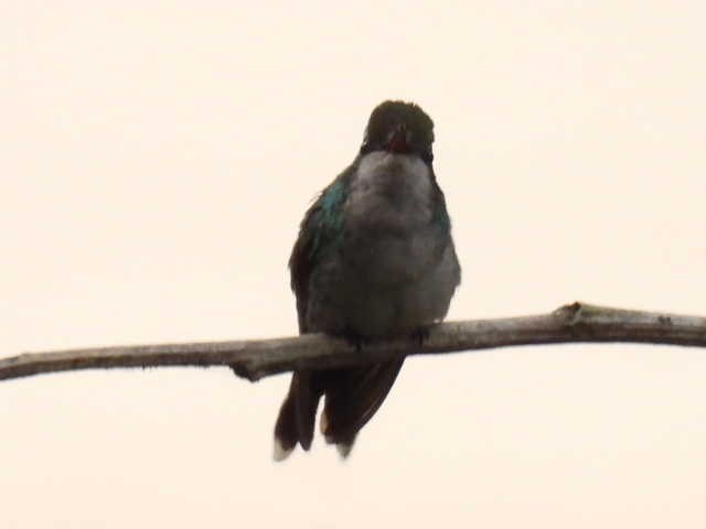 Golden-crowned Emerald - ML645428797