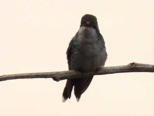 Golden-crowned Emerald - ML645428798