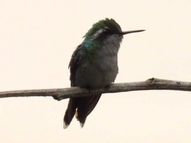 Golden-crowned Emerald - ML645428799