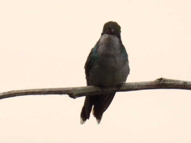Golden-crowned Emerald - ML645428800