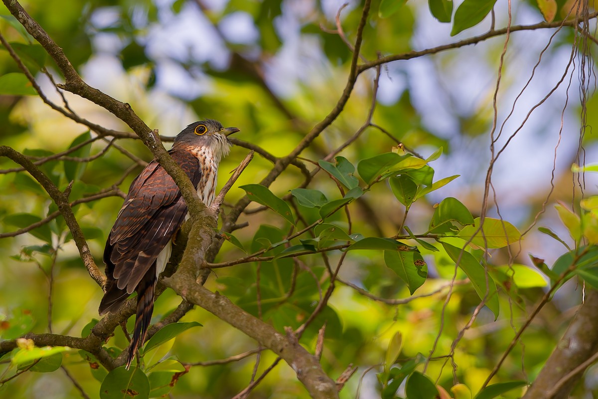 Hodgson's Hawk-Cuckoo - ML645428801