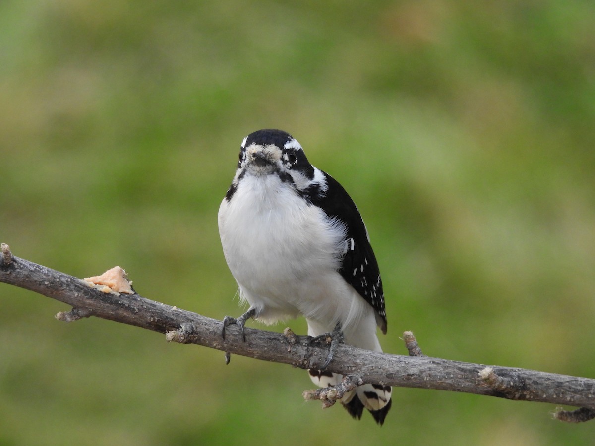 Downy Woodpecker - ML645428805
